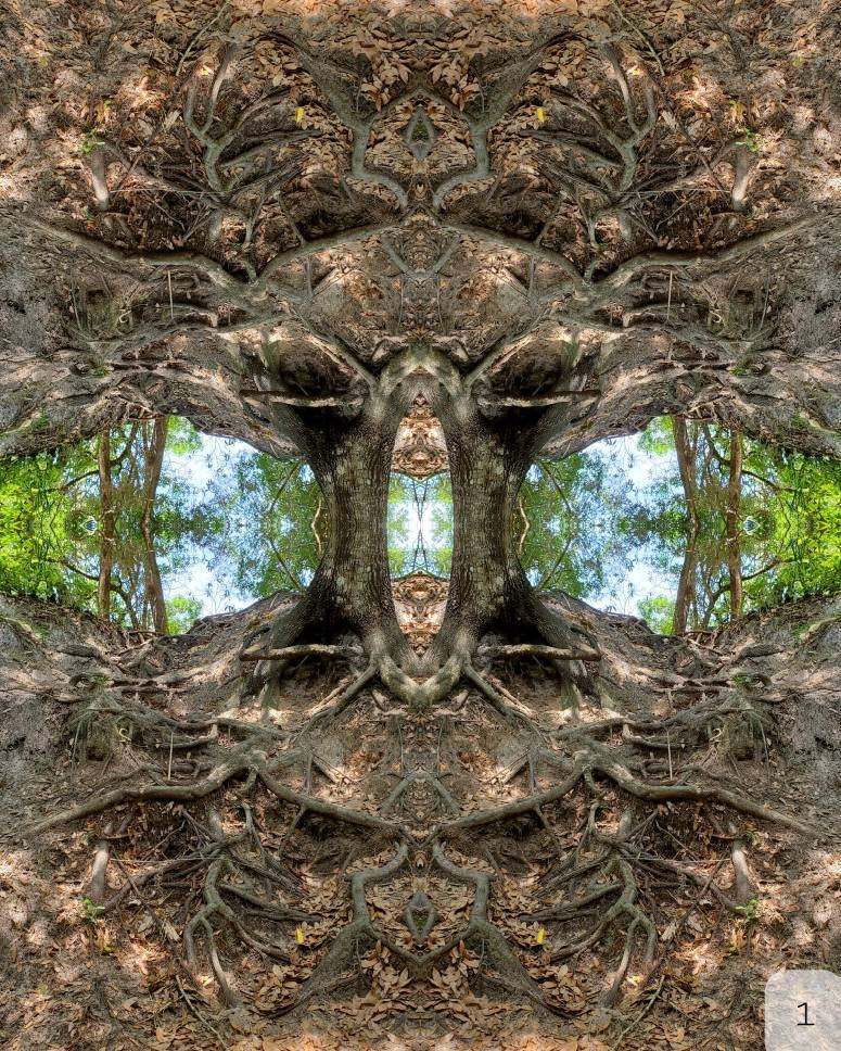 Enchanted Forrest Paper/Metal/Canvas Prints 3