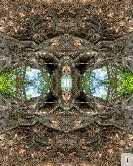 Enchanted Forrest Paper/Metal/Canvas Prints 3