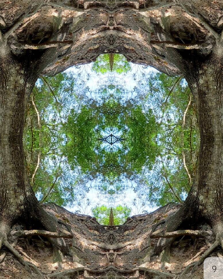 Enchanted Forrest Paper/Metal/Canvas Prints 3